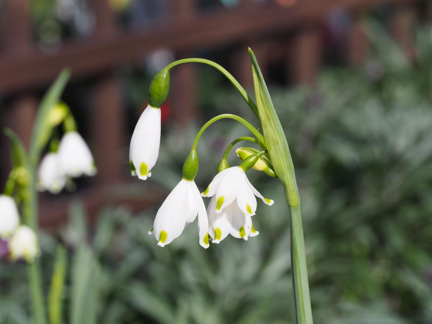 Spring snowflake flower